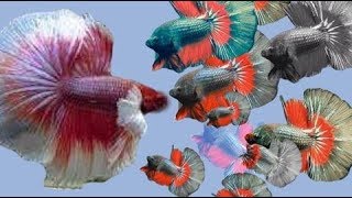 Most Beautiful and Popular Aquarium Fishes betta fish kills goldfish [upl. by Boulanger]