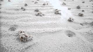 Lugworm Casts and Funnels Montfode Beach Ayrshire [upl. by Malliw55]