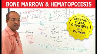 Bone Marrow and Hematopoiesis  Blood Cells Formation [upl. by Retsehc]