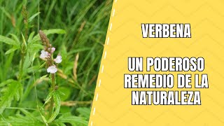 Verbena Características Clasificación y Usos de Esta Planta Aromática [upl. by Maharg424]