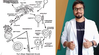 Life History of Albugo  Albugo candida [upl. by Lory]