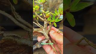 How to make bonsai 2 bonsai gardening indoorplants shortsvideo hobby Samgreenworld [upl. by Reld]