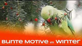 Bunte Motive im tristen Winter  Naturfotografie [upl. by Wescott561]