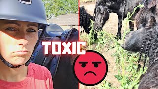 Toxic Learn every day Not always fun Watch out that stings Eat it please  Friesian Horses [upl. by Ativahs]