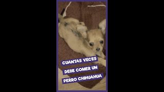 ¿Cuantas veces se le da de comer a un perro chihuahua chihuahua shorts comida alimentacion [upl. by Osnohpla]