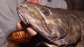 The Elusive Wolf Fish  WOLF FISH  River Monsters [upl. by Ahterod]