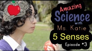 Amazing Science  The 5 Senses Children learn the five senses homeschool family [upl. by Enid]