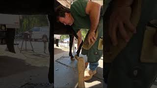 Farriers Day of trimming hoof and caring for horses farrierlife horsefarrier horse hooves [upl. by Toogood]