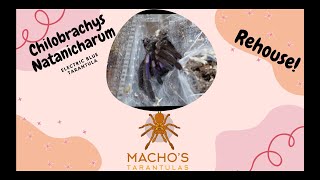 Chilobrachys Natanicharum Tarantula Rehouse  He is so fast [upl. by Assyram]