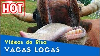 Los Mejores Vídeos De Risa 2017  Especial Toros y Vacas [upl. by Assilac]