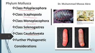 Phylum Mollusca Class Polyplacophora Class Monoplacophora Phylogenetic consideration [upl. by Hosfmann]