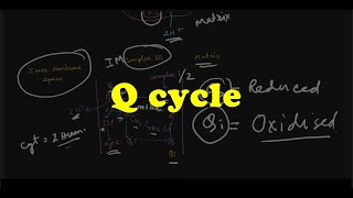 Q cycle in detail  HINDI [upl. by Eadrahs]