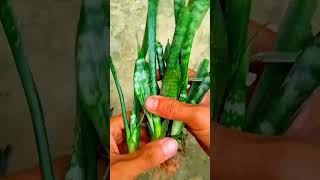 Sansevieria zeylanica snake plant viral [upl. by Helman]