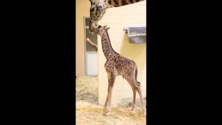 Nashville Zoo Welcomes Baby Giraffe [upl. by Adnot790]