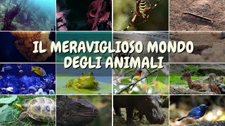 Il Regno degli animali [upl. by Attekal]