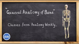 General Anatomy of Bone  Classes from Anatomy Weekly  Anatomy Weekly Ep  9 [upl. by Marna533]