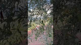 Olives tree land olivesvlog travel italy olives sorrento shortsvideo [upl. by Yelraf]