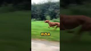 Top 10 fastest dog breed in the world 😱shortviral pitbullfacts puppyvideos [upl. by Agace]