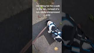 What annoyed my dog today pt2 dog puppy funny funnyvideo jackrussell [upl. by Nomla185]