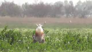 Trappenbalz in Ungarn  Lekking Great Bustards  Grandes Outardes [upl. by Ardnuek]