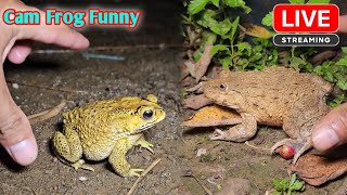 Funny video animal frog  boing boing catching froggy funny catch frog [upl. by Mechelle76]