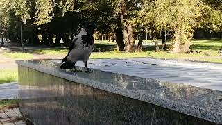 Ворона Бося против хромого самца  Female crow Bosya vs Limping male crow [upl. by Silevi]