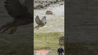 Chim cắt truy đuổi vịt chạy rất nhanh và thoát thân  Falcon chasing duck [upl. by Novyert]