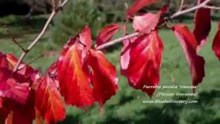 Parrotia persica Vanessa Persian Ironwood [upl. by Alic747]