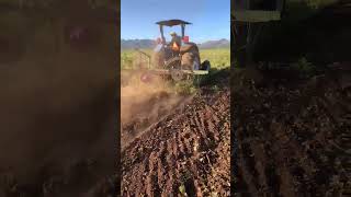 Corte de frijol con cortadora de barra New Holland TB100 agriculturademexico Agrolexmexico [upl. by Andras]