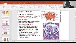 The Nephron part 1 Bowmans capsule amp Glomerulus [upl. by Chessy]