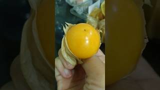 Cape gooseberry [upl. by Hsan]