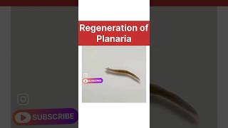 regeneration of planaria real life  how do organisms reproduce class 10 biology learn class10 [upl. by Harrak609]