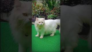 🧐😍😜Mittu percian catlove viral video YouTube shorts [upl. by Rambow]