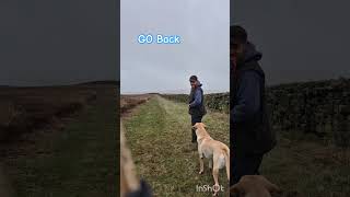 LIKE GREYHOUNDS gundog dog puppy dogtraining gundog funny happy backbritishfarming doglife [upl. by Siro519]