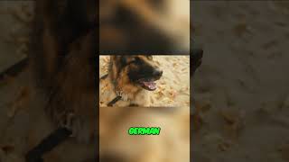 German Shepherds Are the Ultimate Canine Companions shorts germanshepherd [upl. by Reemas]