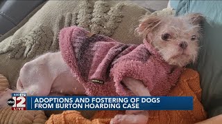 Dogs from Burton hoarding situation in foster care or adopted [upl. by Nuavahs]