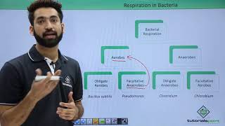 Class 11th – Respiration in Bacteria  Biological Classification  Tutorials Point [upl. by Lew]