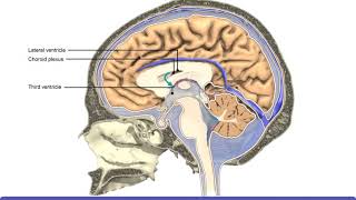 Detailed Animation on Circulation of CSF [upl. by Enninaej]