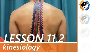 Lesson 11 Part 2 Muscles of Trunk and Vertebral Movements [upl. by Akinat]