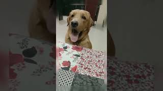 Emotional blackmail 🐕 doglover labrador lebradorlovers pets dogowner ricky [upl. by Hanas]