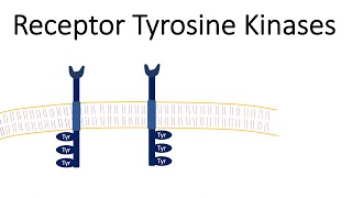 Receptor Tyrosine Kinases  RTK [upl. by Elinor590]