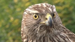 Goshawks on pheasants and rabbits [upl. by Burns]