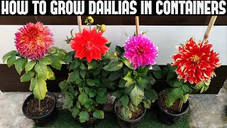 How To Grow Dahlias At Home  FULL INFORMATION [upl. by Alohcin814]