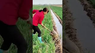 Wheat seedling field watering process [upl. by Tildie]