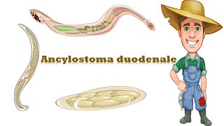 شرح Ancylostoma duodenale Hook worm [upl. by Dolley]