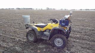 Red Clover underseeding in Winter Wheat [upl. by Merwin]