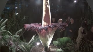 Titanwurz Zeitraffer Basel  Timelapse Flowering of Titan arum 19 November 2012 [upl. by Nymassej]