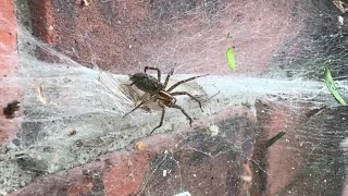 Why are Metro Detroiters seeing more spiders than usual [upl. by Iran831]