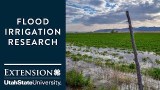 Flood Irrigation Research [upl. by Silva603]