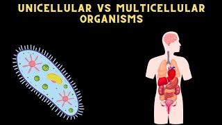 DIFFERENCE BETWEEN UNICELLULAR AND MULTICELLULAR ORGANISM science [upl. by Artied609]